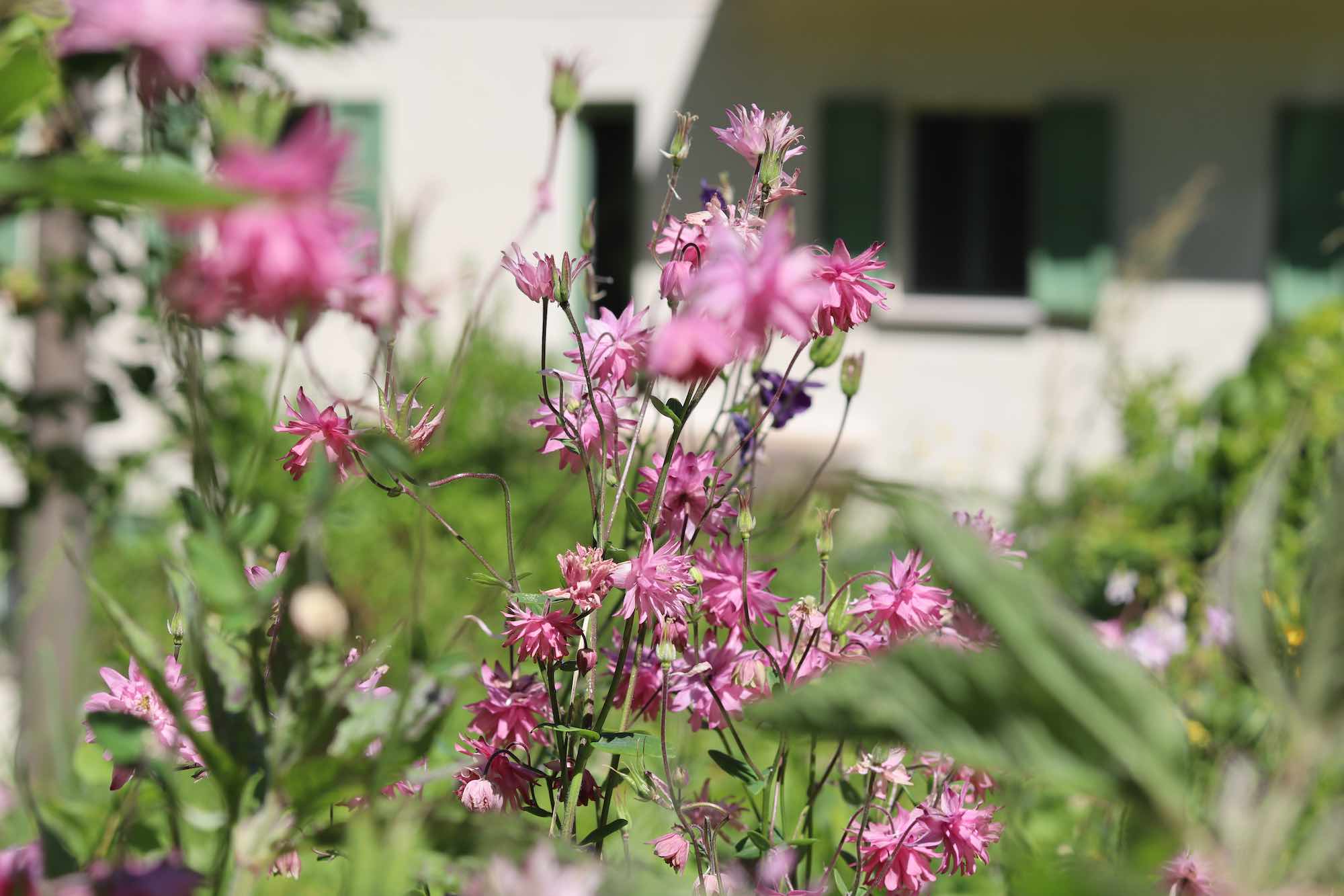 SALVATICO_aquilegia
