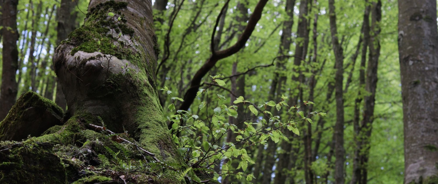 Beech Trees Wood towards Monte Grande