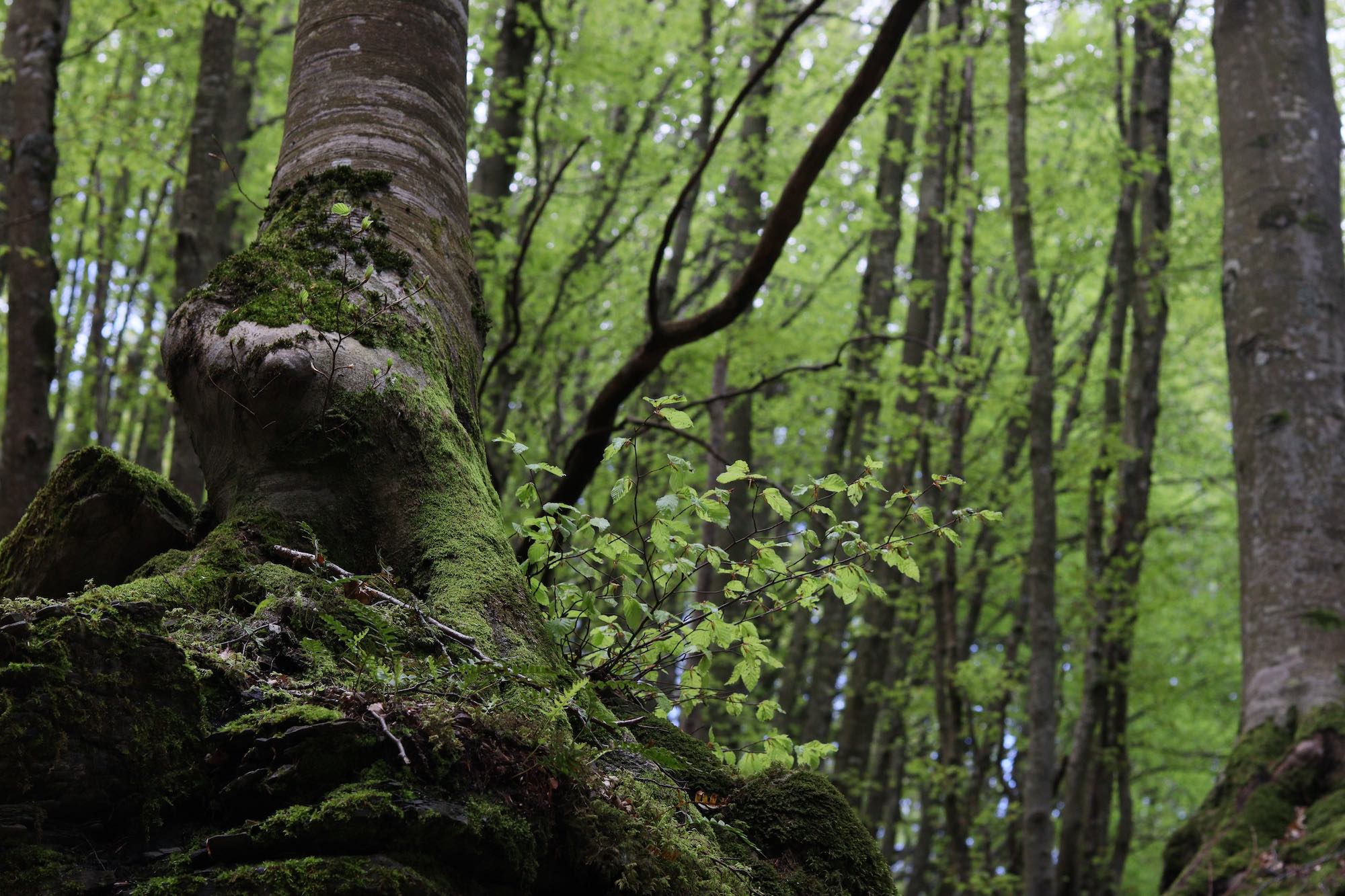 Exploring the Belvedere Area - Beech forest towardsMonte Grande