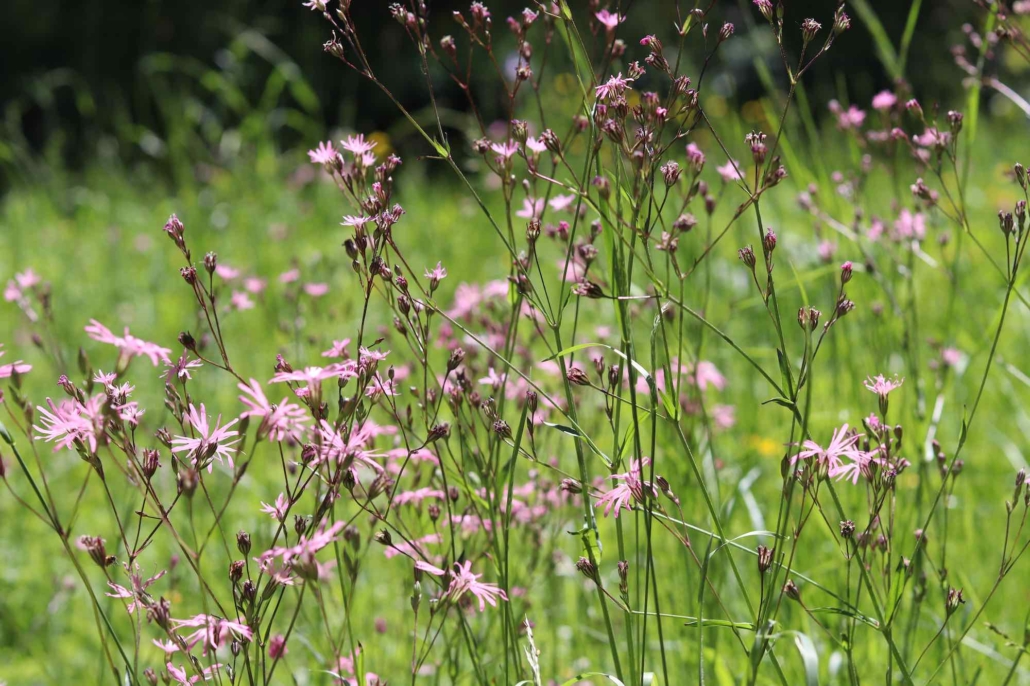 SALVATICO wild flowers