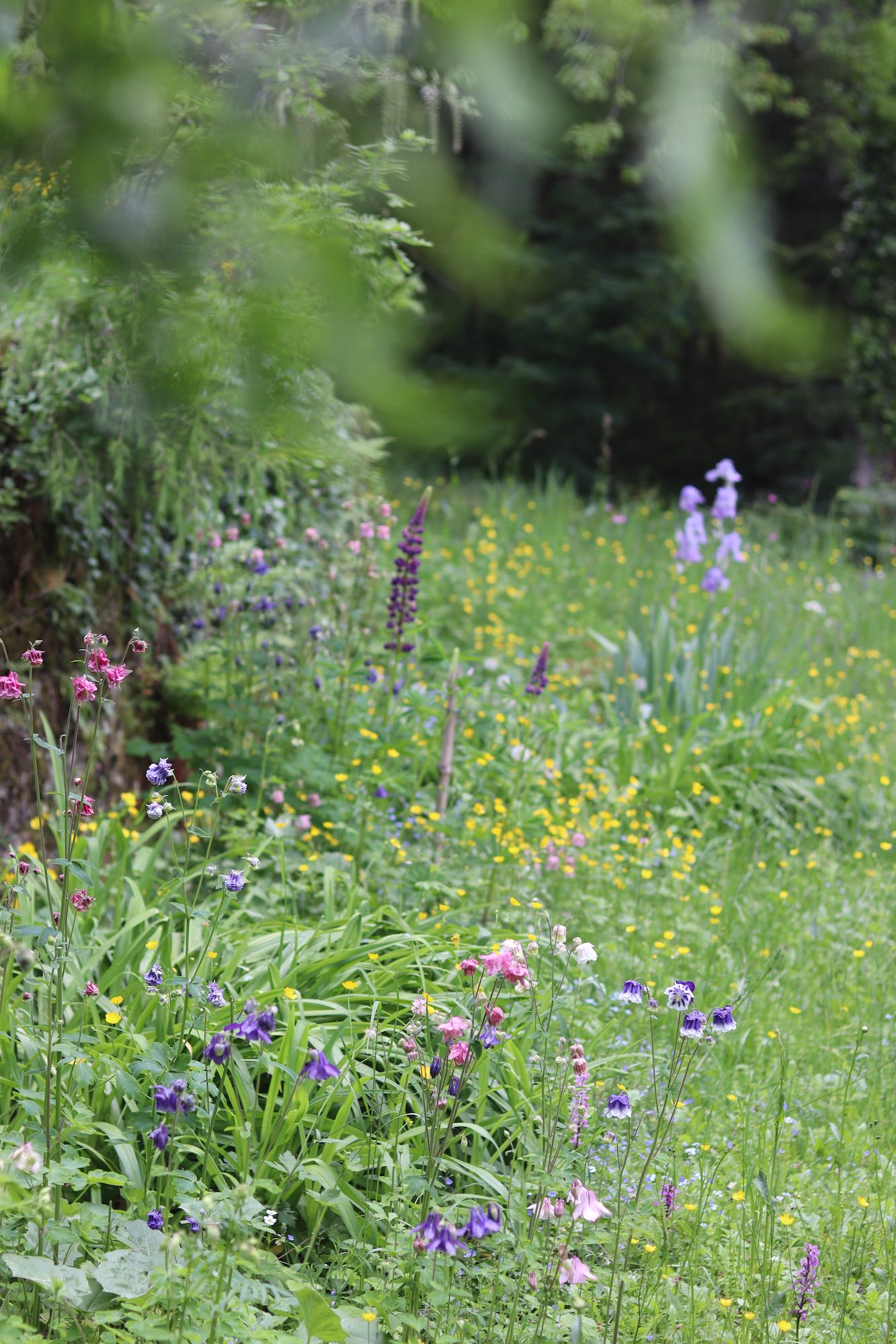 SALVATICO_wild_flowers_garden